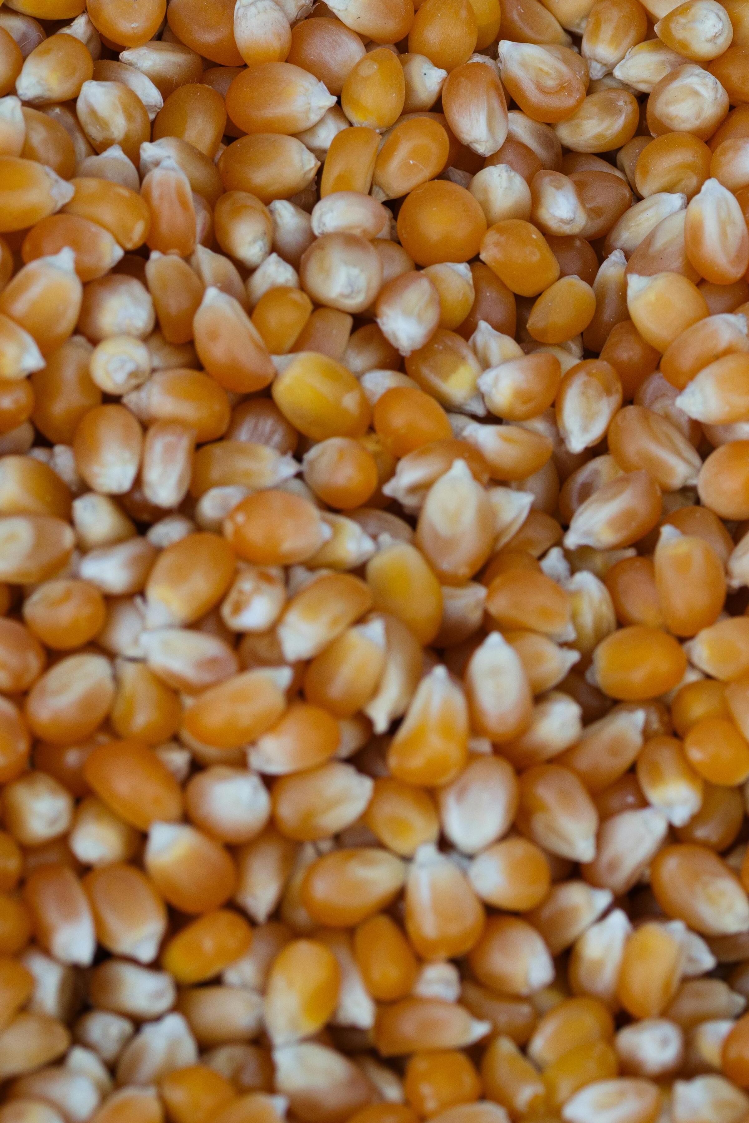 Maize seeds