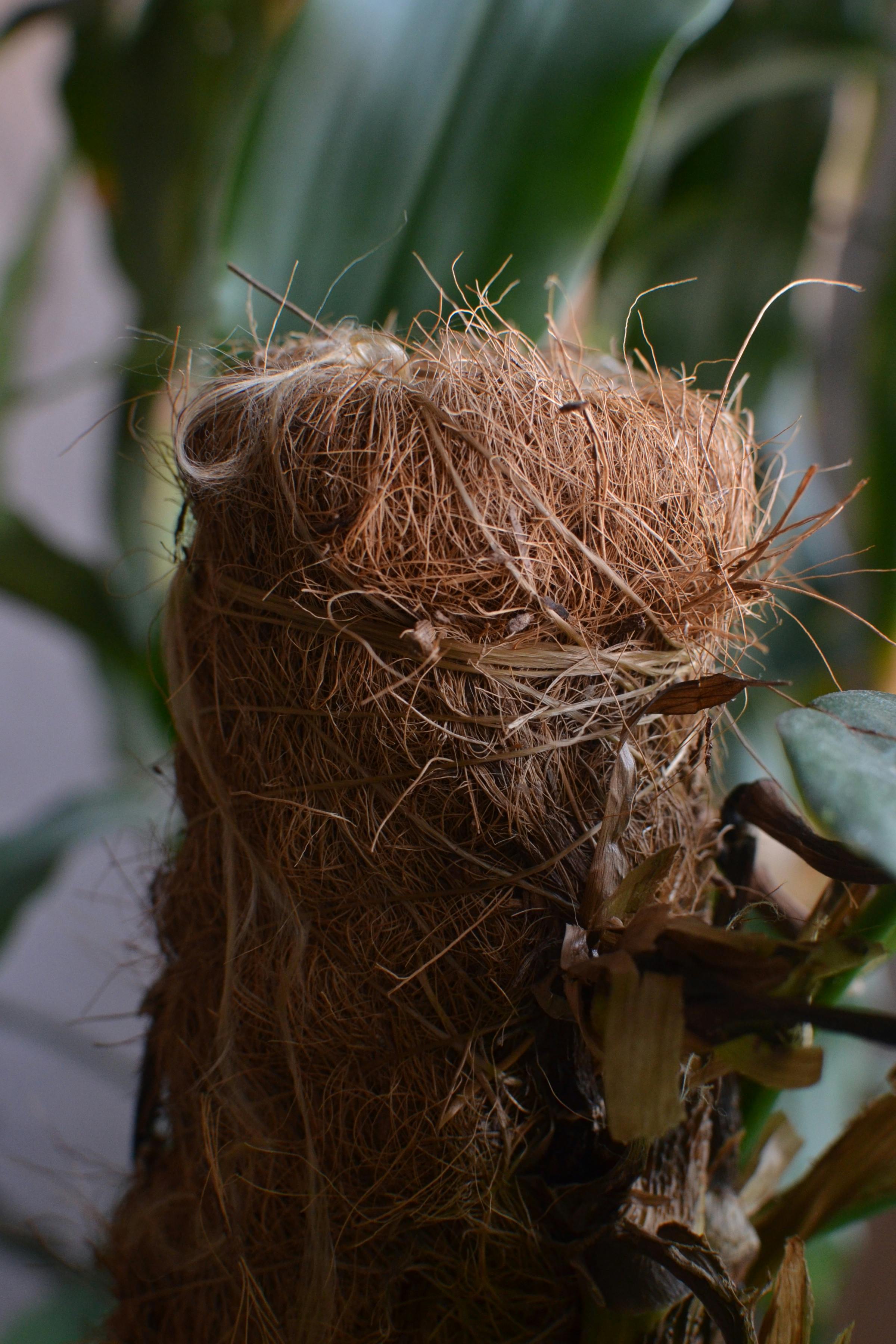 Coconut Fiber